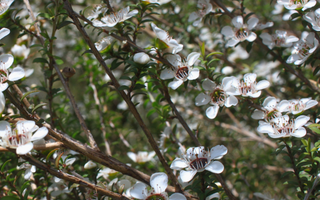 What is Mānuka Honey and where does it come from?