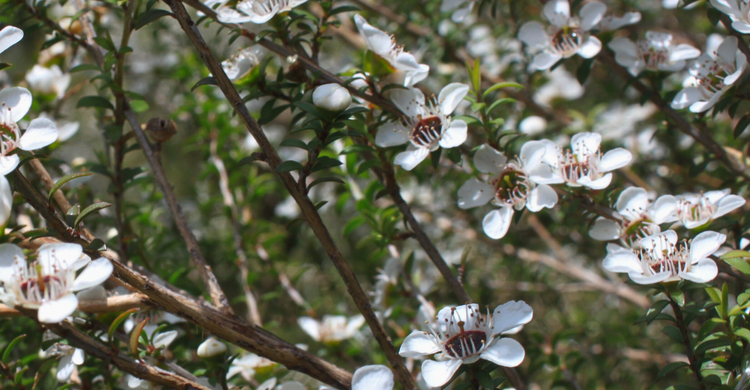 What is Mānuka Honey and where does it come from? – Mason Brothers' Honey