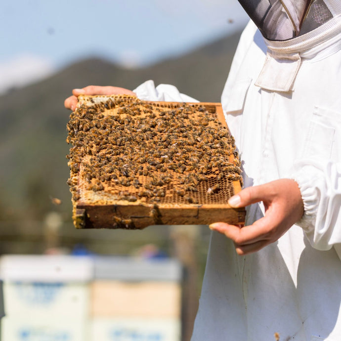 beekeeper inspecting a comb