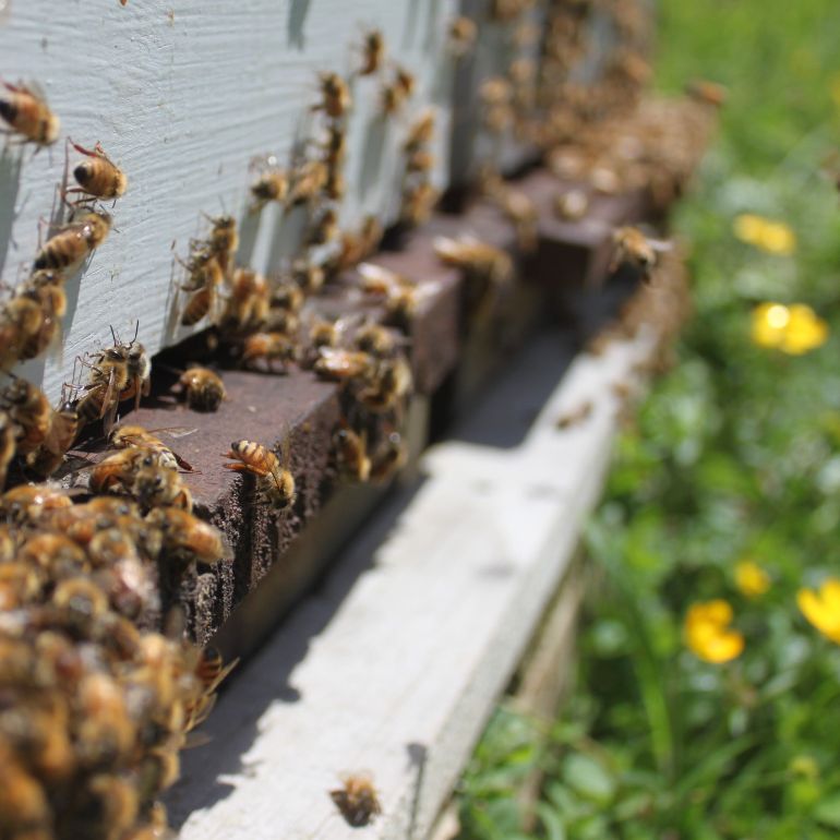 bees on the entrance of a hive