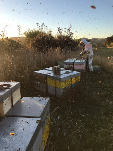 beekeeper at dusk