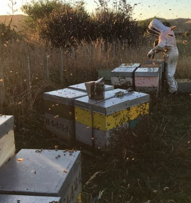 beekeeper at dusk