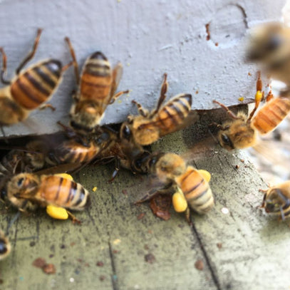 bees with pollen